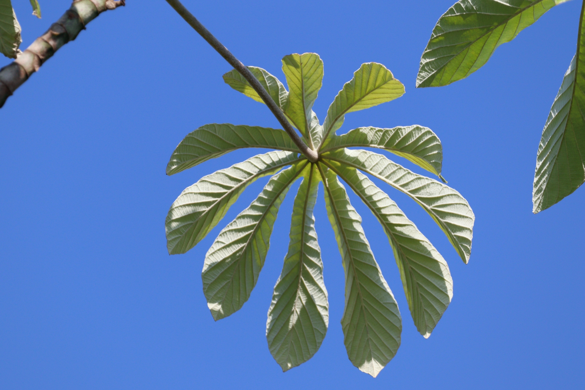 Cecropia pachystachya