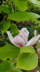 Magnolia
