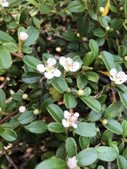 Cotoneaster microphyllus