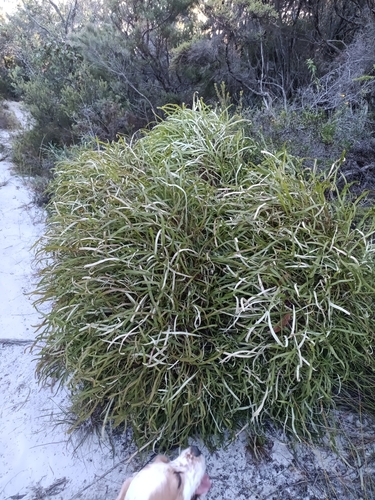 Conospermum capitatum (Conospermum capitatum)