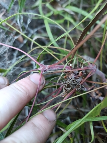 Conospermum capitatum (Conospermum capitatum)