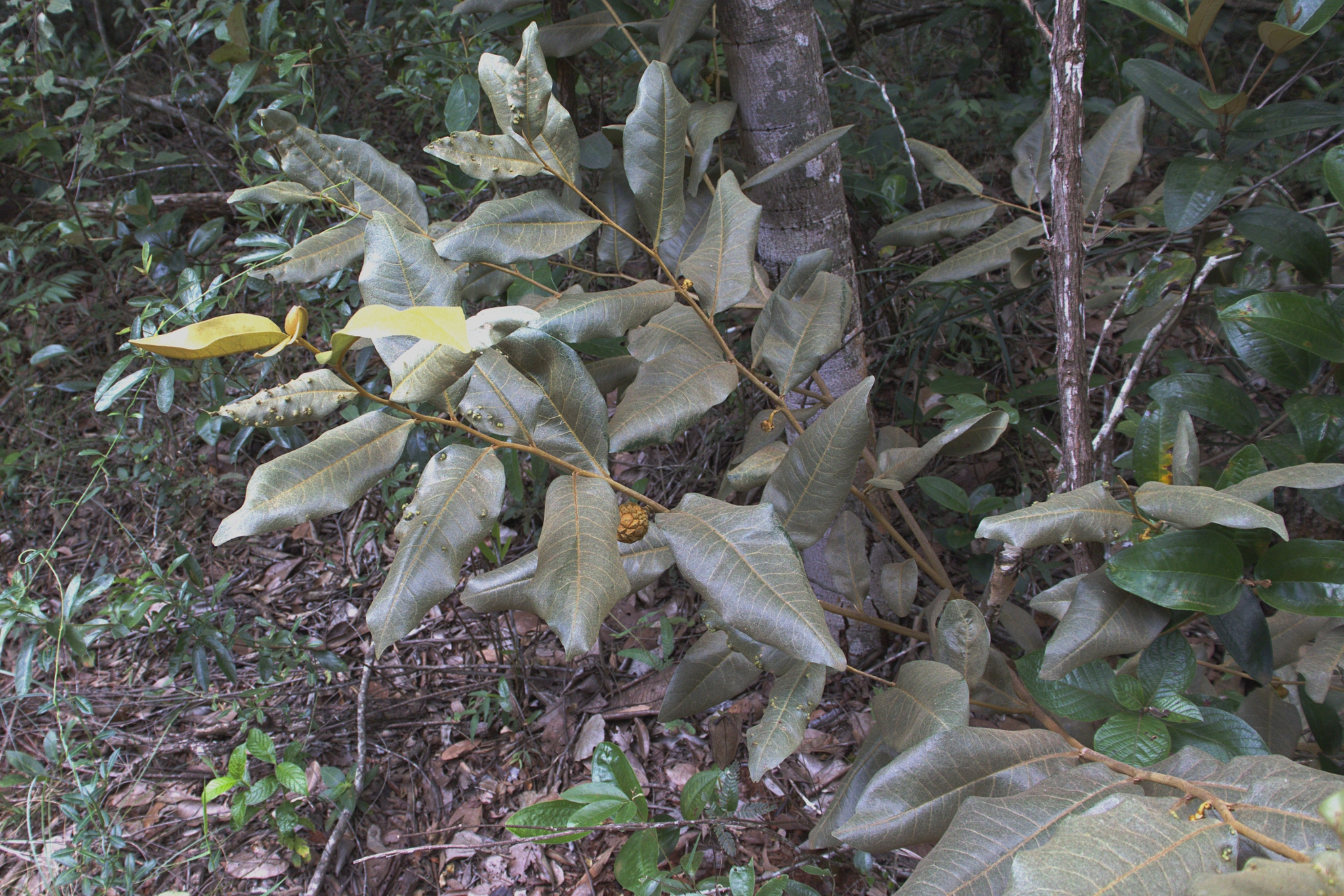 Imagem de Araticum-do-cerrado