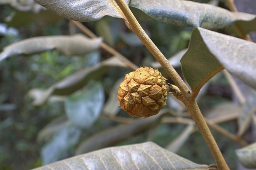 Foto de Araticum-do-cerrado