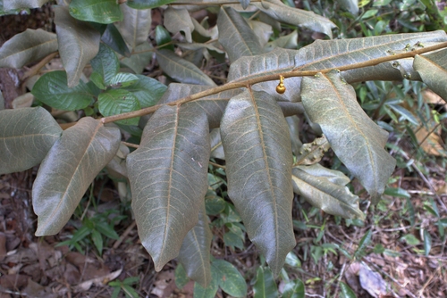 Foto de Araticum-do-cerrado