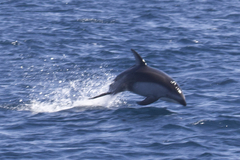 Sagmatias obliquidens