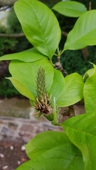 Magnolia