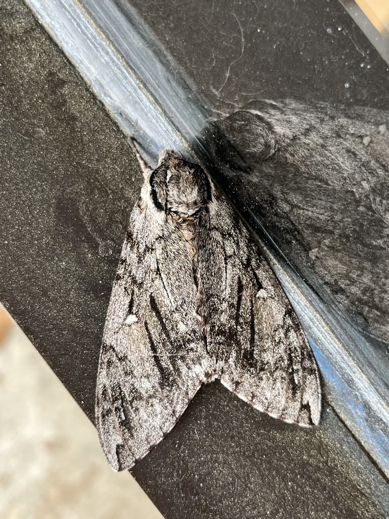 Waved Sphinx from Mason Creek Shopping Center, Houston, TX, US on March ...