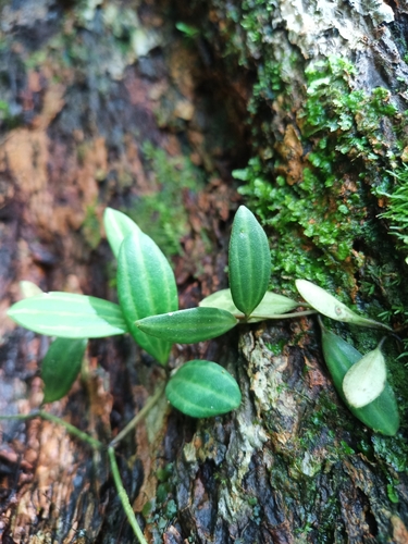 Peperomia quadrangularis