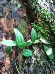 Peperomia quadrangularis