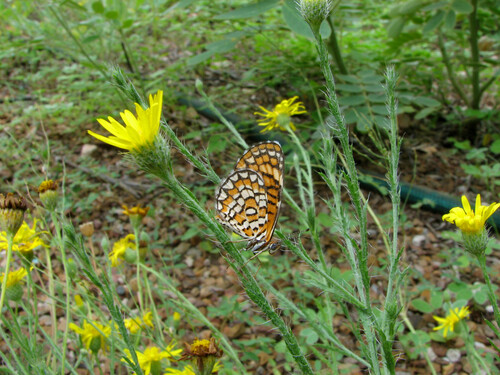 Tiny Checkerspot photo 5