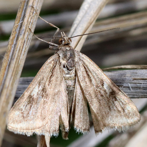 Alfalfa Webworm Moth photo 6