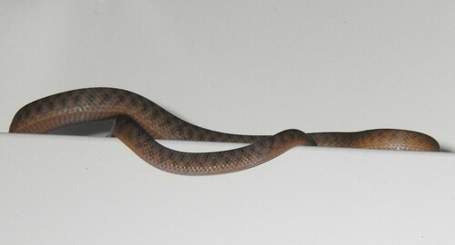 Brown Tree Snake sighting