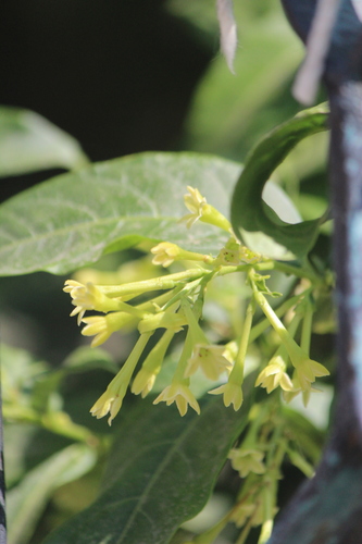 glandbearing cestrum (Cestrum glanduliferum)