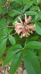 Aesculus sylvatica