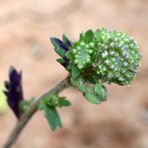 Image of Lepidium oblongum by (c) Catherine C. Galley, some rights reserved (CC BY)