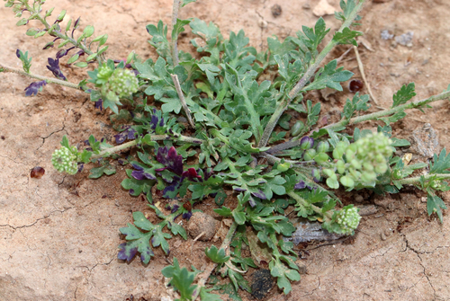Image of Lepidium oblongum by (c) Catherine C. Galley, some rights reserved (CC BY)