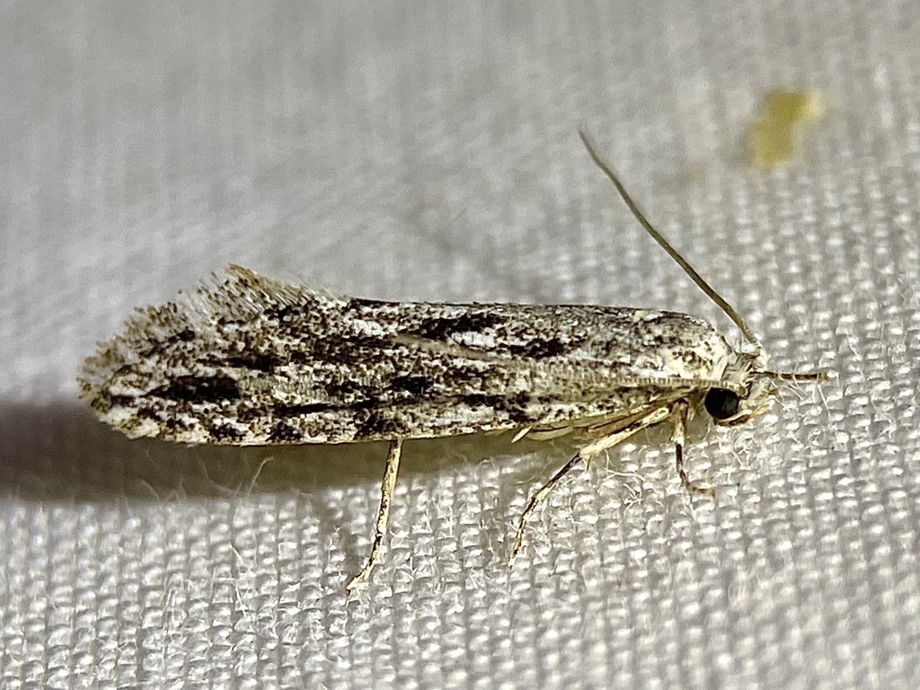 Many-lined Nemapogon