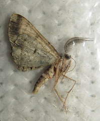Hypomecis externaria