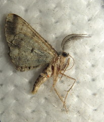 Hypomecis externaria