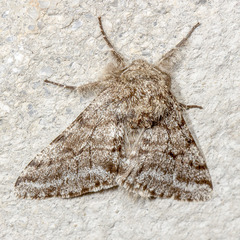 Lycia ursaria