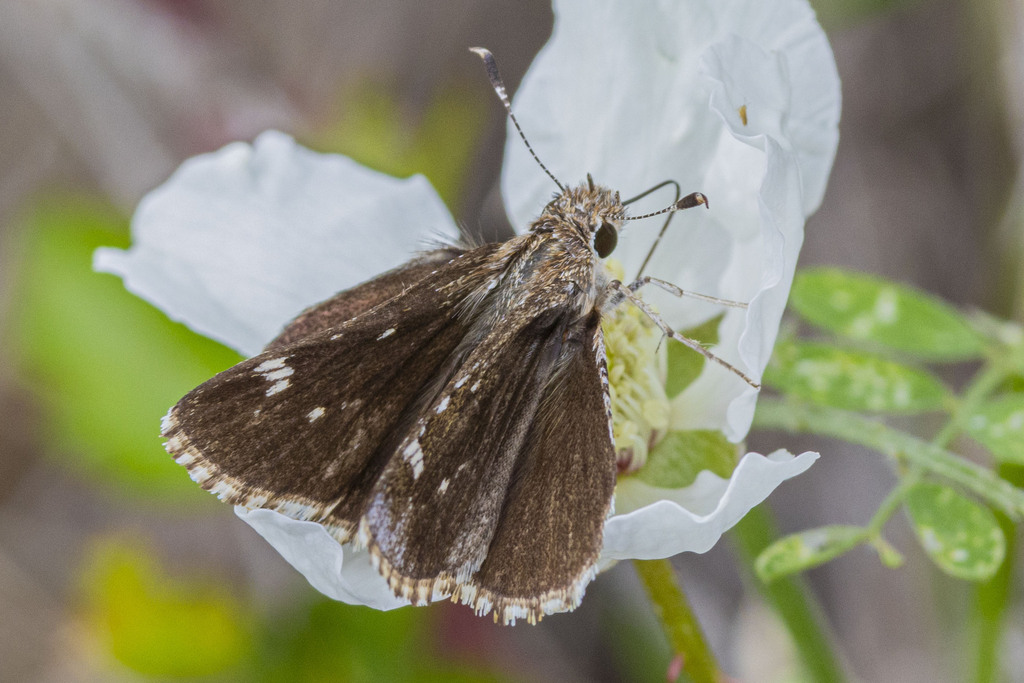 Nysa Roadside-Skipper from Canyon Lake, TX, USA on March 21, 2024 at 02 ...