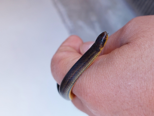 Atractus zgap