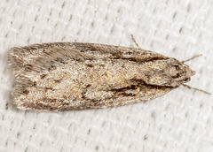 Semioscopis aurorella