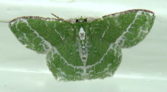 Eucyclodes insperata