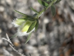 Amphithalea tomentosa