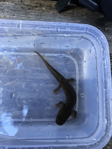 Cope's Giant Salamander, Dicamptodon copei
