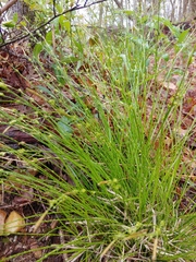 Carex luzulina