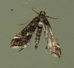 Diasemiopsis ramburialis