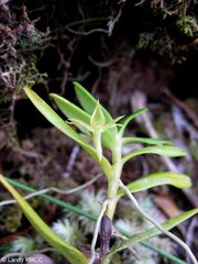 Angraecum chermezonii image