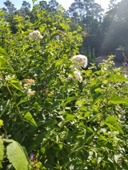 Ageratina havanensis