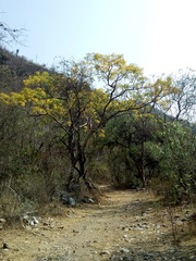 Conzattia multiflora