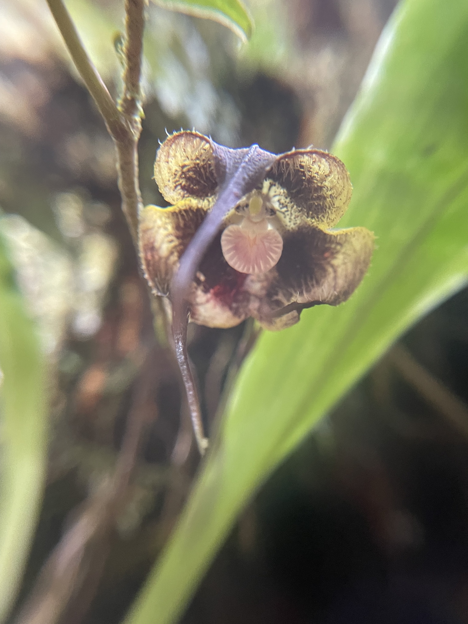 Imagem de Orquídea Drácula