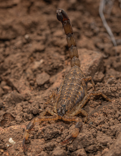 Chinese Swimming Scorpion
