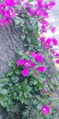 Bougainvillea