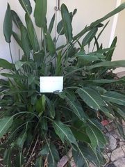 Strelitzia