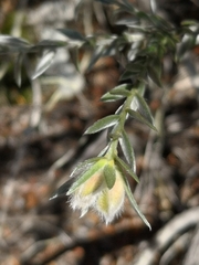 Amphithalea tomentosa