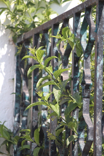 Cestrum glanduliferum, photograph 2