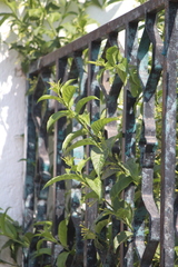 Cestrum glanduliferum