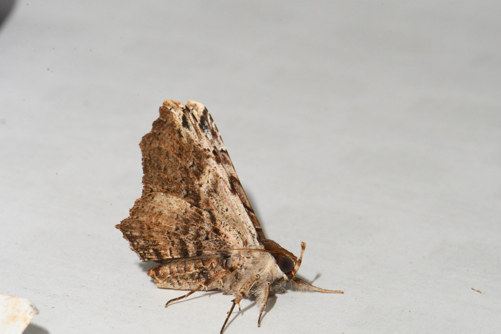 Euclystis sublignaris
