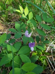Lathyrus nevadensis