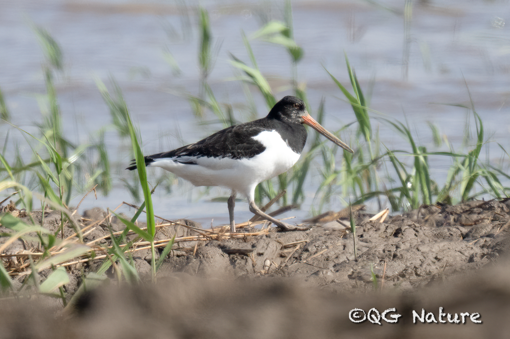 Eurasian Oystercatcher