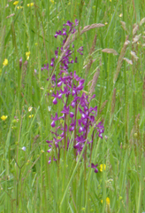 Anacamptis laxiflora