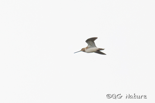 Swinhoe's Snipe (Gallinago megala), photo 10