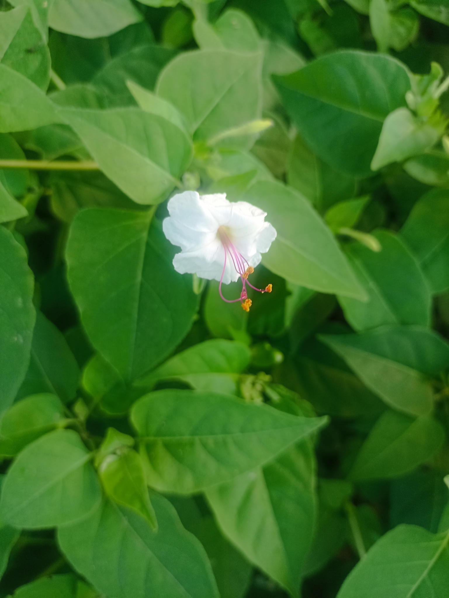 Imagem de Jalapa-de-jardim