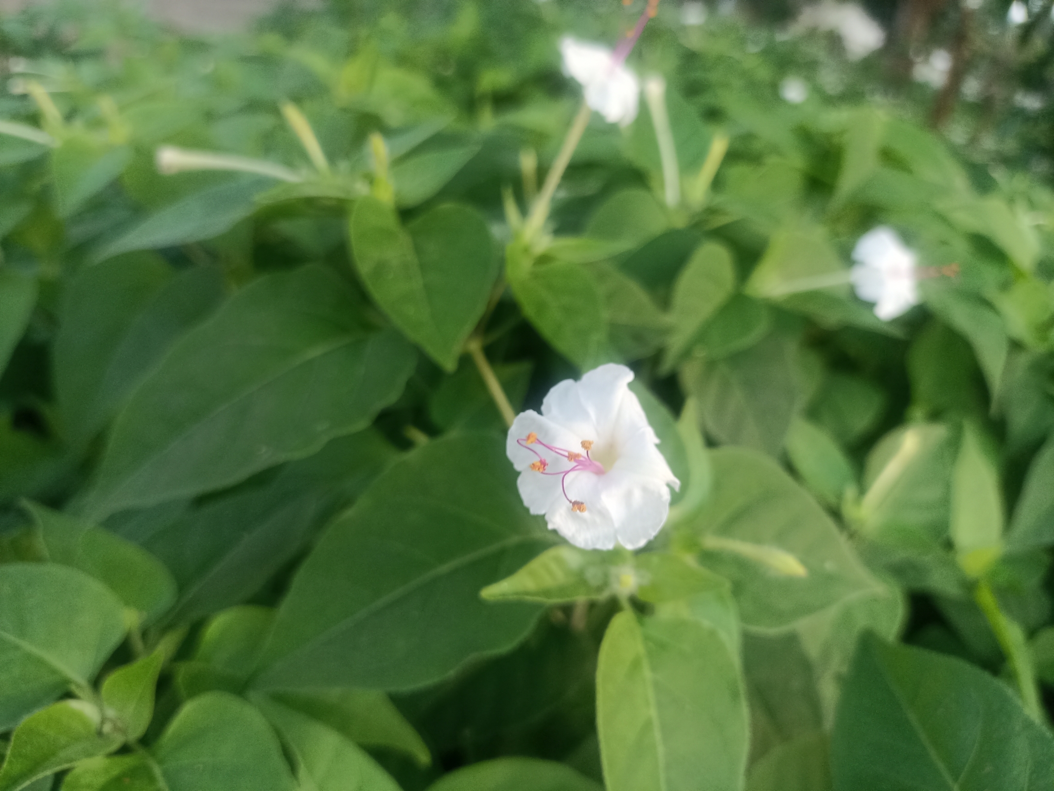 Imagem de Jalapa-de-jardim