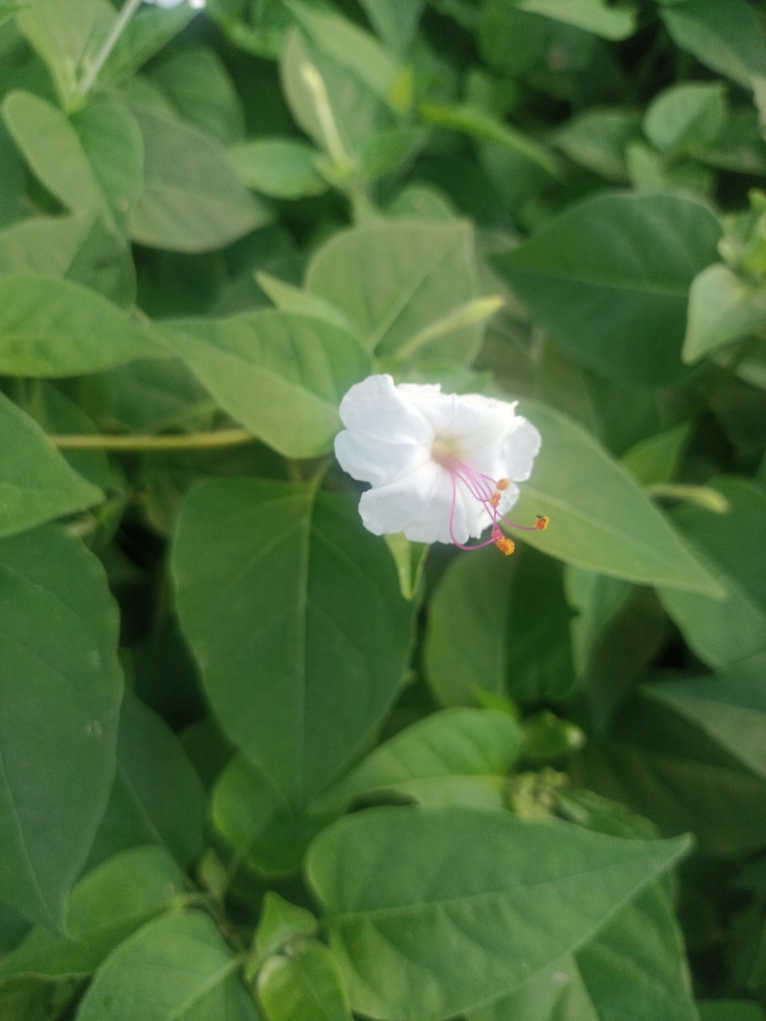 Imagem de Jalapa-de-jardim